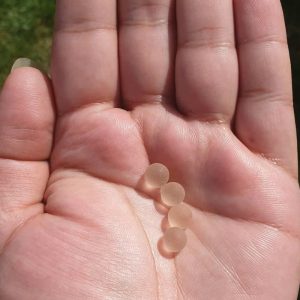 Rabbit Pearls