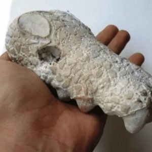 Crocodile Head Fossil