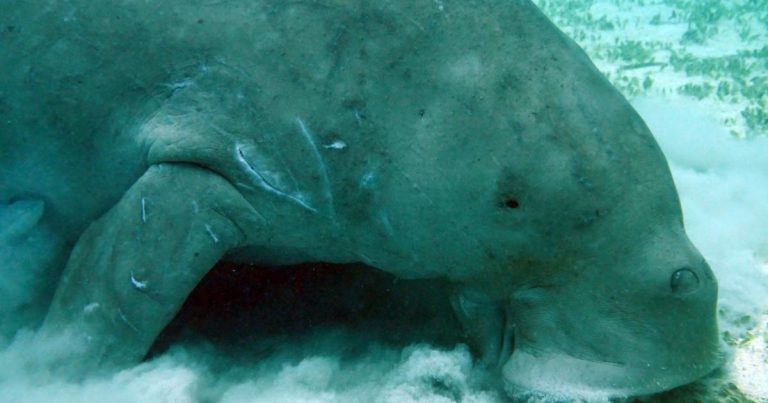 Dugong Totem