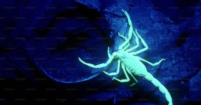 Scorpion Totem