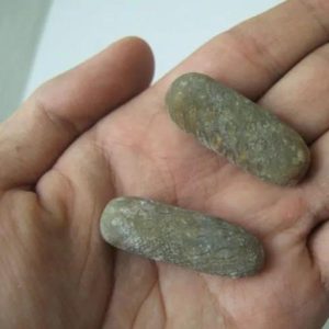 Hadangan Tree Pearls