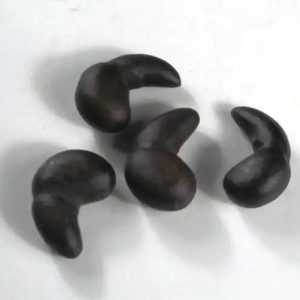 Jungle Swan Horns