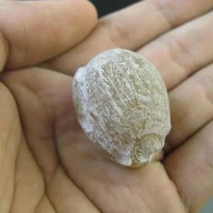 Dinar Tree Pearls