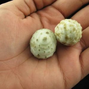 Sanca Putih Snake Pearls