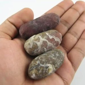 Kendang Snake Pearls