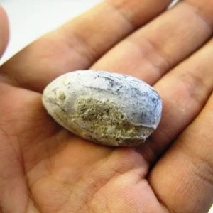 Gaharu/Agarwood Pearls