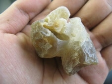 Fossilized Bear Testicle