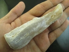 Fossilized Crocodile Genitals