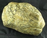 Dragon Head Fossils