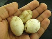 Fossilized Chicken Eggs